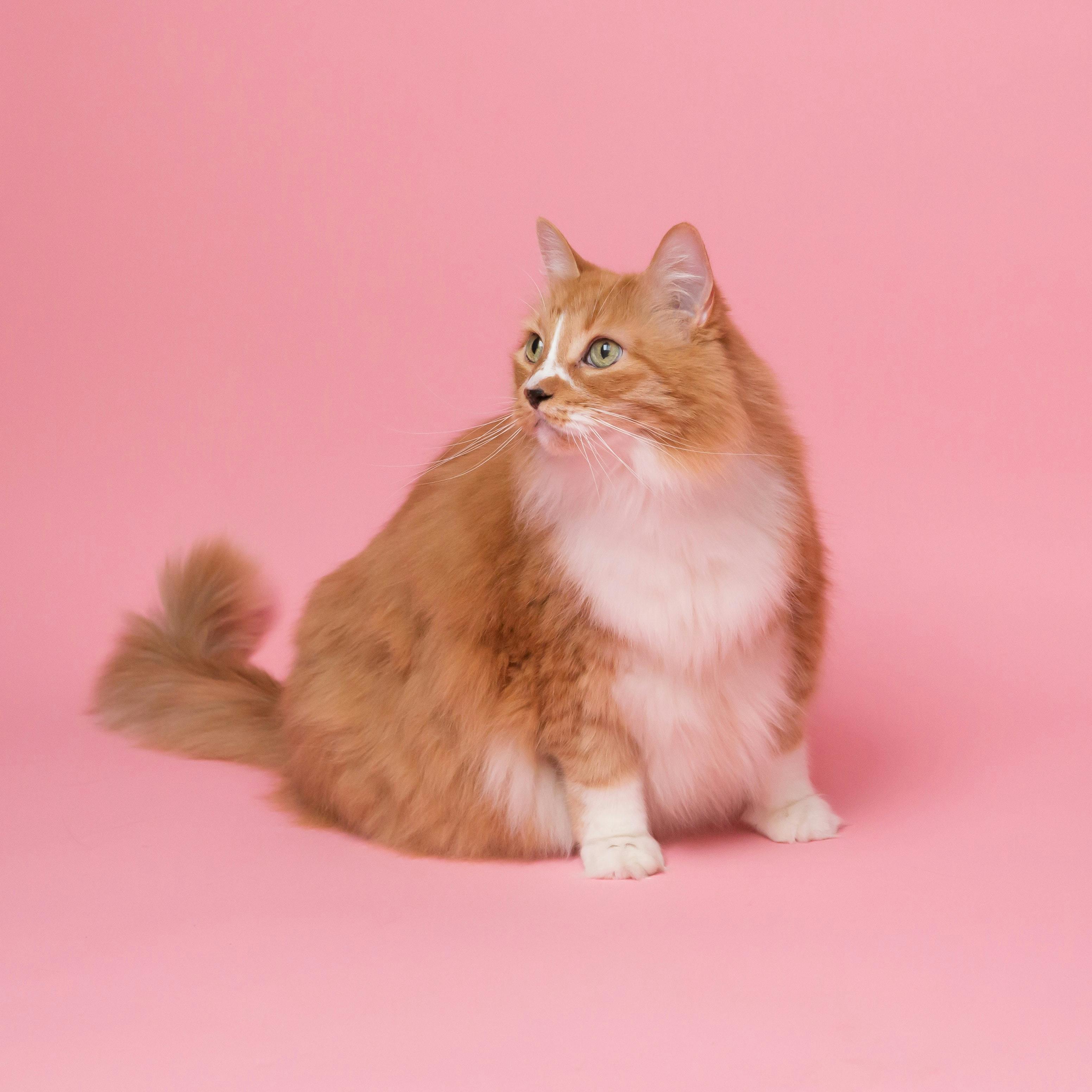 Fat cat in front of pink background