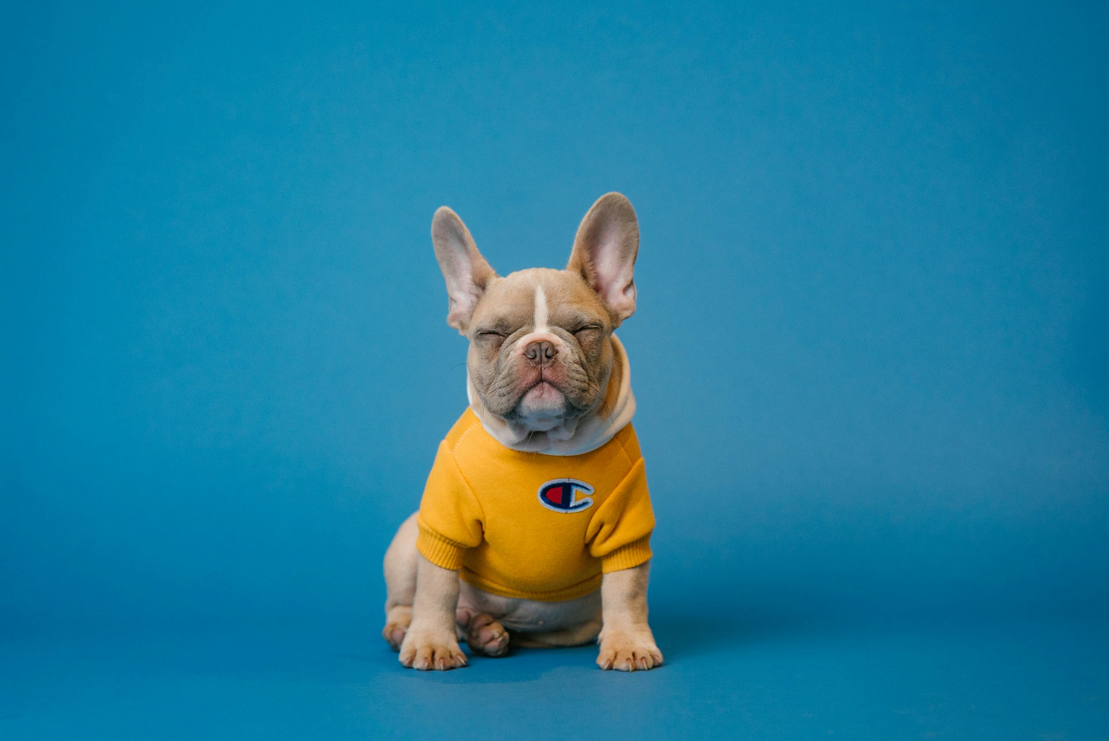 Dog with yellow sweatshirt in front of a blue background