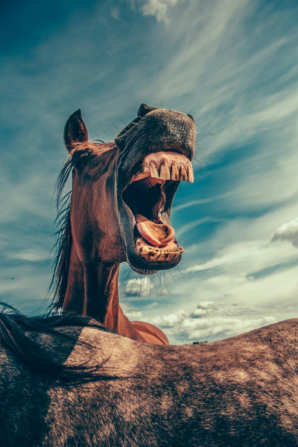 Horse showing it's tongue and teeth